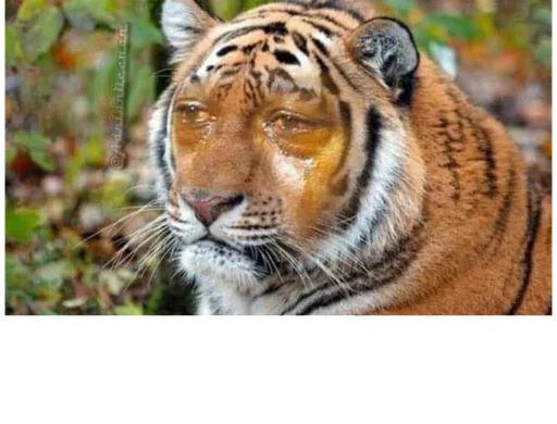 Стикер из набора @somebadmemes 3 (by @WeirdSeason) для Телеграм: Статические 🐯