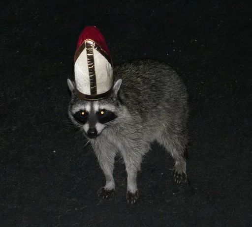 Стикер из набора @somebadmemes 3 (by @WeirdSeason) для Телеграм: Статические 🦝