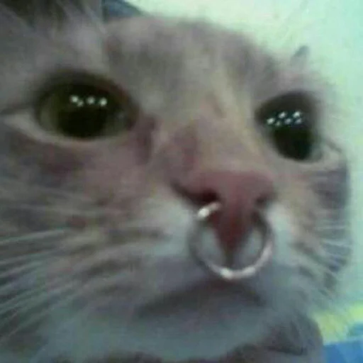 Стикер из набора @somebadmemes 3 (by @WeirdSeason) для Телеграм: Статические 🐱