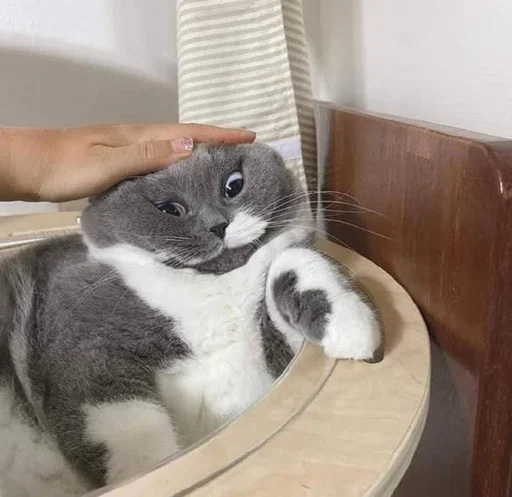 Стикер из набора @somebadmemes 3 (by @WeirdSeason) для Телеграм: Статические 🐱