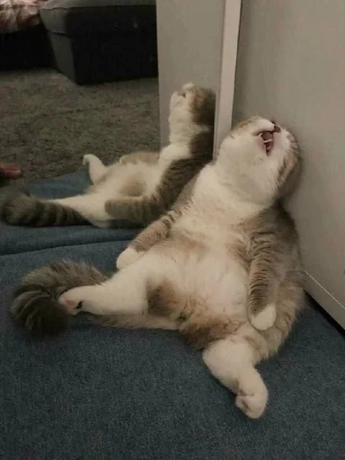 Стикер из набора @somebadmemes 3 (by @WeirdSeason) для Телеграм: Статические 🐱
