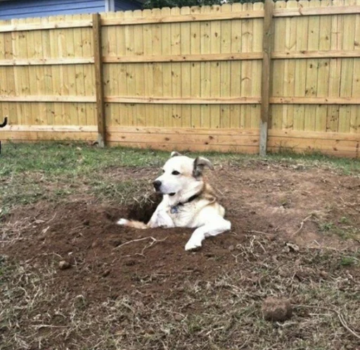 Стикер из набора @somebadmemes 3 (by @WeirdSeason) для Телеграм: Статические 🐶
