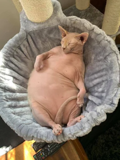 Стикер из набора @somebadmemes 3 (by @WeirdSeason) для Телеграм: Статические 🐱