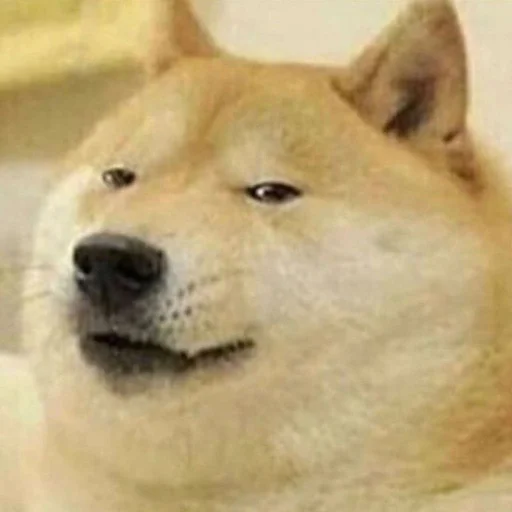 Стикер из набора @somebadmemes 3 (by @WeirdSeason) для Телеграм: Статические 🐶