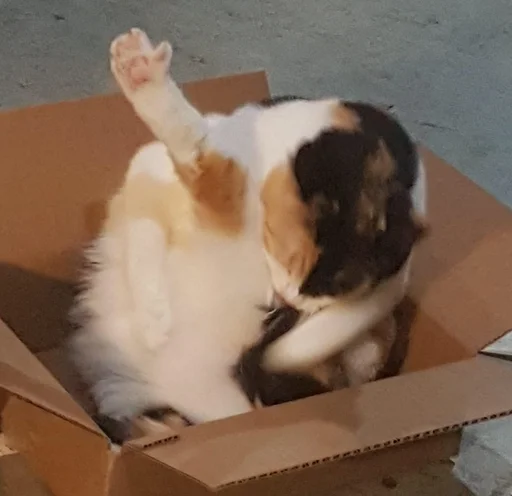 Стикер из набора @somebadmemes 3 (by @WeirdSeason) для Телеграм: Статические 🐱
