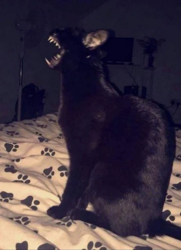 Стикер из набора @somebadmemes 3 (by @WeirdSeason) для Телеграм: Статические 🐱