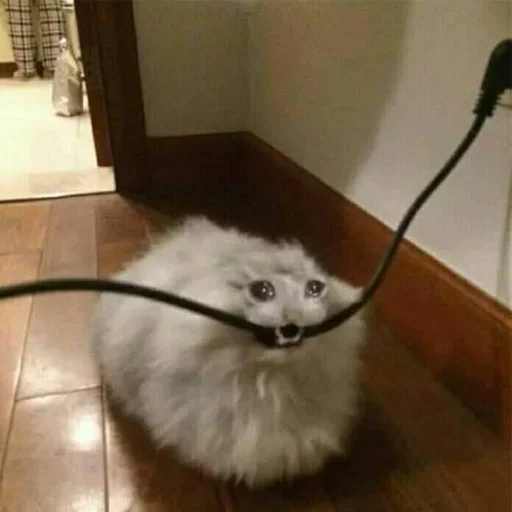 Стикер из набора @somebadmemes 3 (by @WeirdSeason) для Телеграм: Статические 🐱