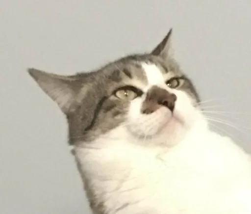 Стикер из набора @somebadmemes 3 (by @WeirdSeason) для Телеграм: Статические 🐱