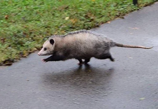 Стикер из набора @somebadmemes 3 (by @WeirdSeason) для Телеграм: Статические 🚶
