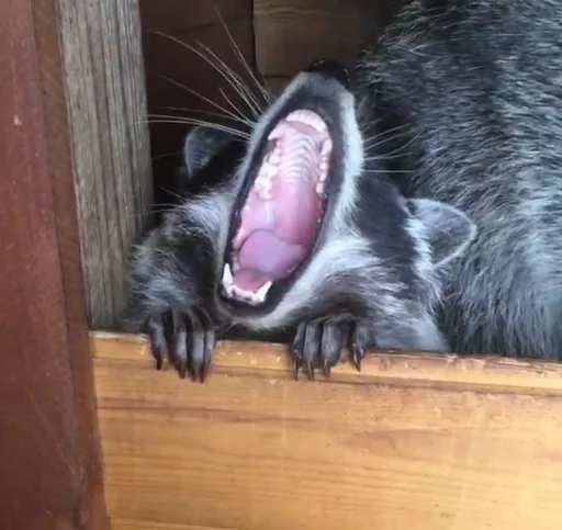Стикер из набора @somebadmemes 3 (by @WeirdSeason) для Телеграм: Статические 🦝