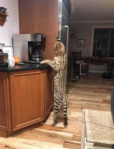 Стикер из набора @somebadmemes 3 (by @WeirdSeason) для Телеграм: Статические ☕