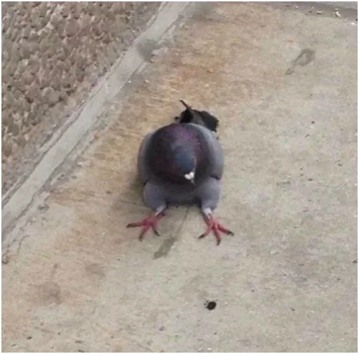 Стикер из набора @somebadmemes 3 (by @WeirdSeason) для Телеграм: Статические 🐦