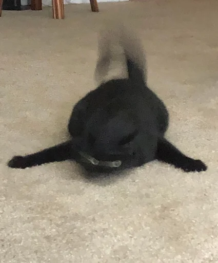 Стикер из набора @somebadmemes 3 (by @WeirdSeason) для Телеграм: Статические 🐱