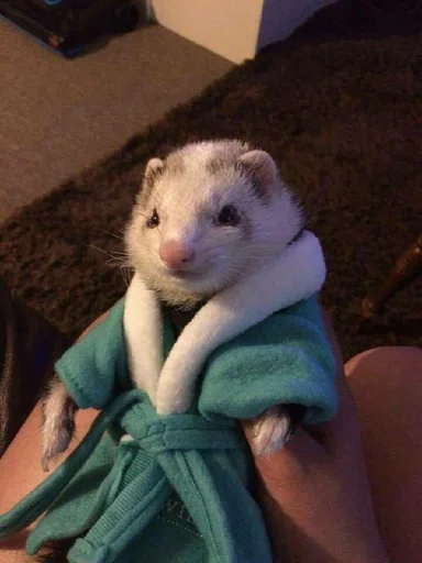 Стикер из набора @somebadmemes 3 (by @WeirdSeason) для Телеграм: Статические 🐭