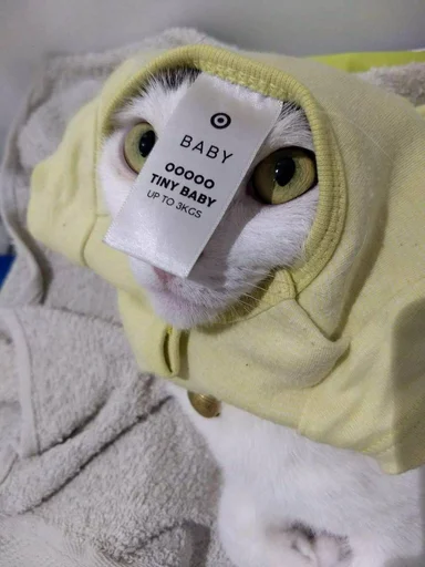 Стикер из набора @somebadmemes 3 (by @WeirdSeason) для Телеграм: Статические 🐱