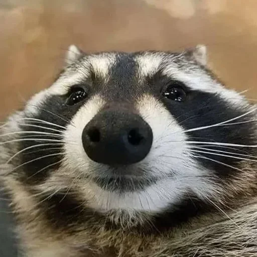Стикерпак Енот🦝 для Телеграм: Видео, Статические