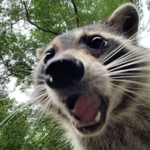 Стикер из набора Енот🦝 для Телеграм: Видео, Статические 😮