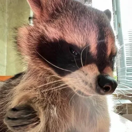 Стикер из набора Енот🦝 для Телеграм: Видео, Статические 😠