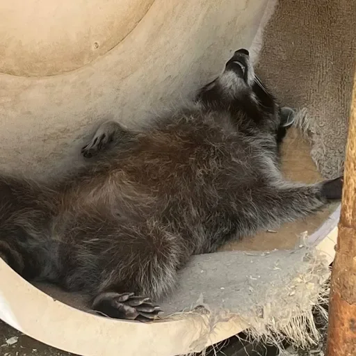 Стикер из набора Енот🦝 для Телеграм: Видео, Статические 😴