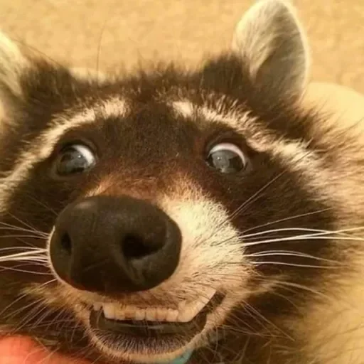 Стикер из набора Енот🦝 для Телеграм: Видео, Статические 😵💫