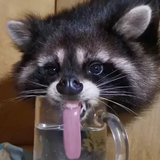 Стикер из набора Енот🦝 для Телеграм: Видео, Статические 😝