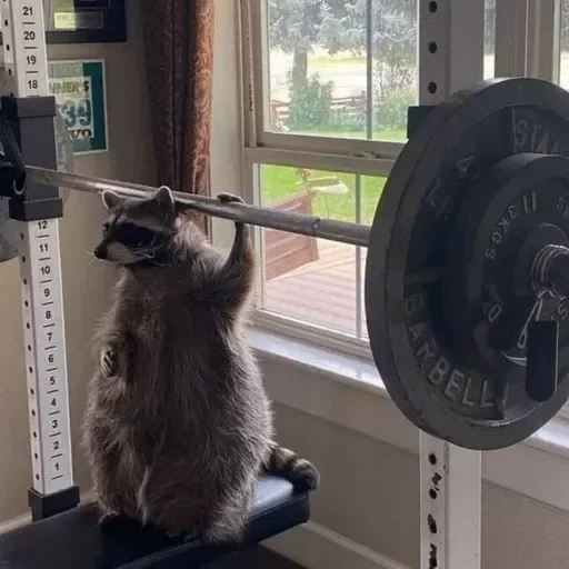 Стикер из набора Енот🦝 для Телеграм: Видео, Статические 💪