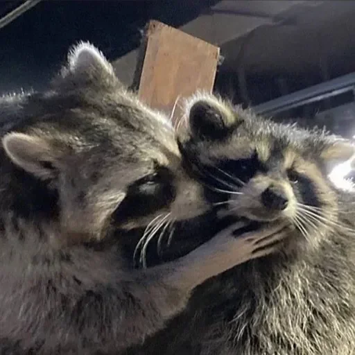 Стикер из набора Енот🦝 для Телеграм: Видео, Статические ❤️
