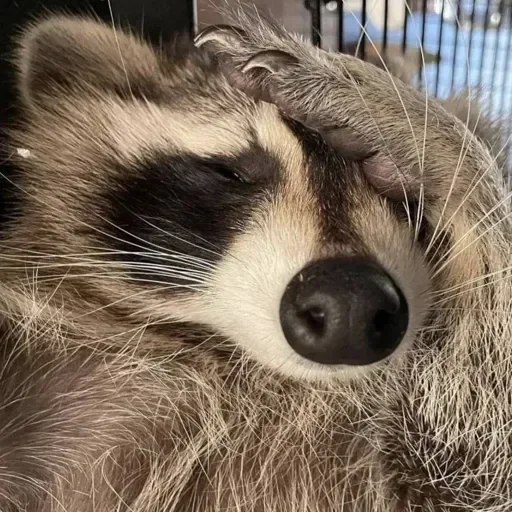 Стикер из набора Енот🦝 для Телеграм: Видео, Статические 🤦♂️