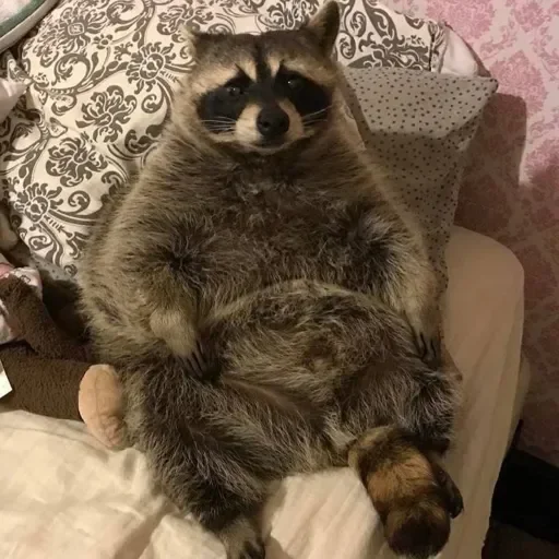 Стикер из набора Енот🦝 для Телеграм: Видео, Статические 🙂
