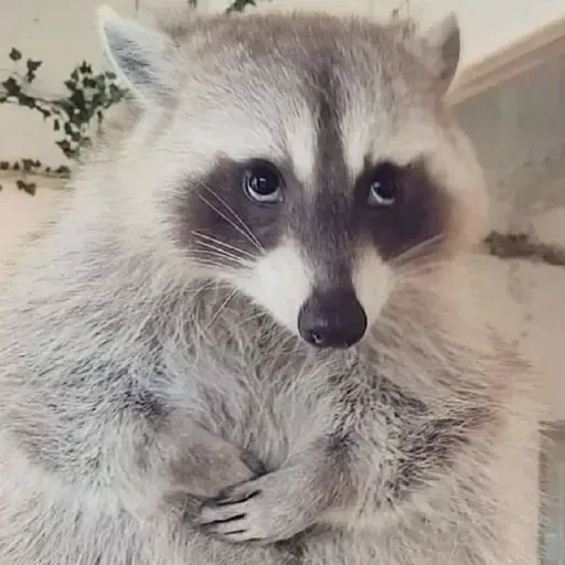 Стикер из набора Енот🦝 для Телеграм: Видео, Статические 🥺