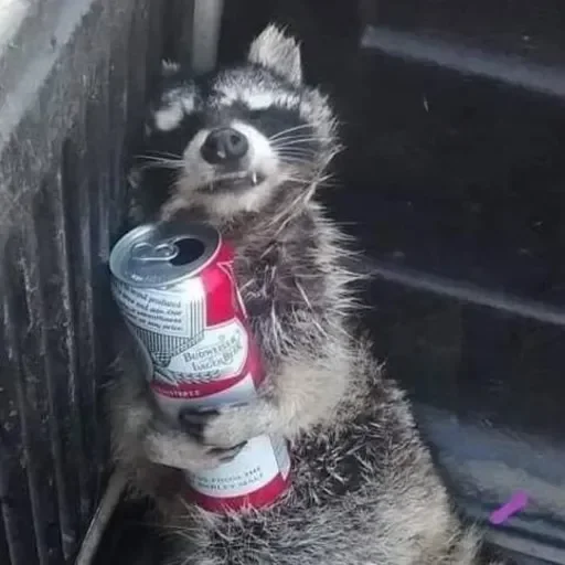 Стикер из набора Енот🦝 для Телеграм: Видео, Статические 🍺