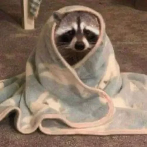Стикер из набора Енот🦝 для Телеграм: Видео, Статические 😔