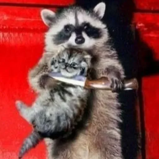 Стикер из набора Енот🦝 для Телеграм: Видео, Статические 😑