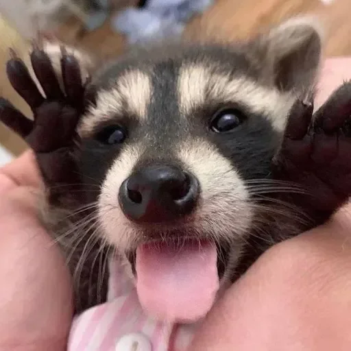 Стикер из набора Енот🦝 для Телеграм: Видео, Статические 😝