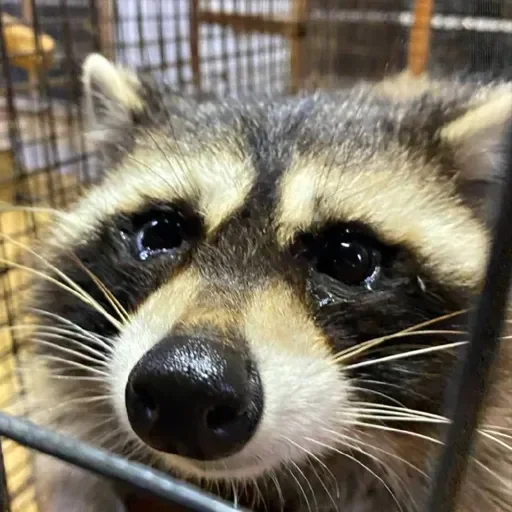 Стикер из набора Енот🦝 для Телеграм: Видео, Статические 😢