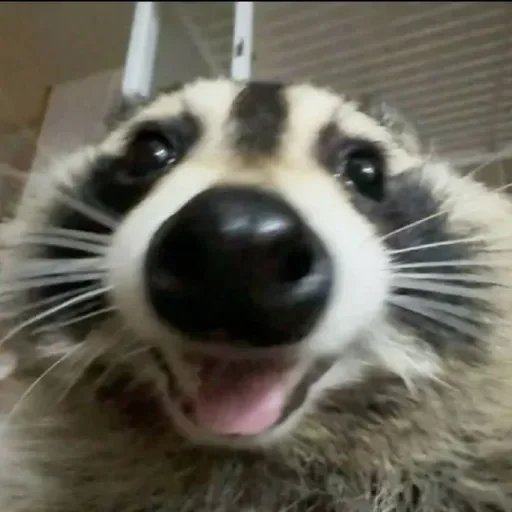 Стикер из набора Енот🦝 для Телеграм: Видео, Статические 😃
