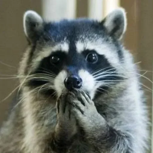 Стикер из набора Енот🦝 для Телеграм: Видео, Статические 😳