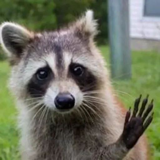 Стикер из набора Енот🦝 для Телеграм: Видео, Статические 👋