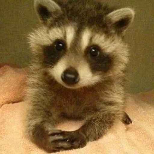 Стикер из набора Енот🦝 для Телеграм: Видео, Статические 🧐