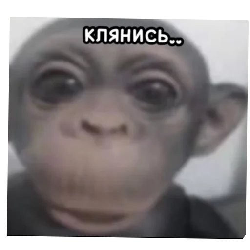 Стикер из набора Мартышкин пон by пыль² @uc016 для Телеграм: Видео, Статические 🤲