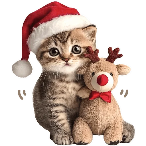 Стикер из набора Зимние котики @Nyasticks для Телеграм: Статические 🐱