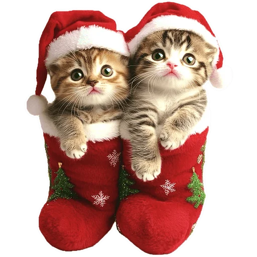 Стикер из набора Зимние котики @Nyasticks для Телеграм: Статические 🤶
