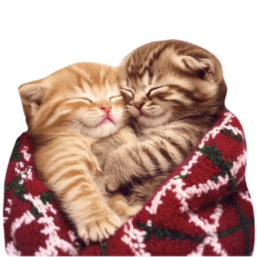 Стикер из набора Зимние котики @Nyasticks для Телеграм: Статические 🥰