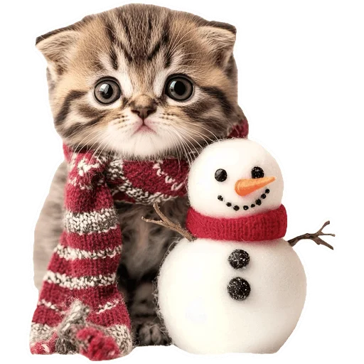Стикер из набора Зимние котики @Nyasticks для Телеграм: Статические ☃