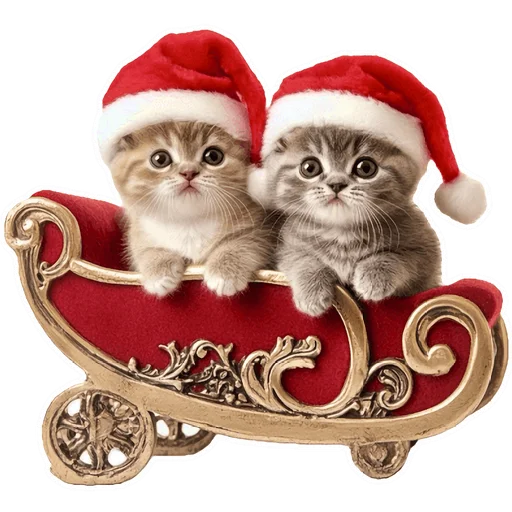 Стикер из набора Зимние котики @Nyasticks для Телеграм: Статические 🎅