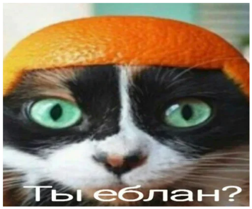 Стикер из набора wikkin✨ для Телеграм: Видео, Статические 😜