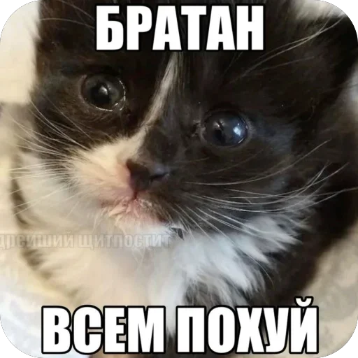 Стикер из набора wikkin✨ для Телеграм: Видео, Статические 🫥