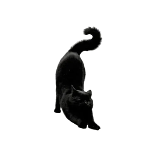 Стикер из набора Witches Stuff by @NoirKatrin ⚸ для Телеграм: Статические 🐈