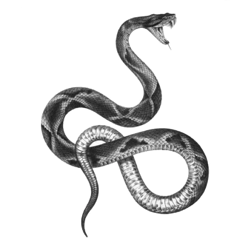 Стикер из набора Witches Stuff by @NoirKatrin ⚸ для Телеграм: Статические 🐍
