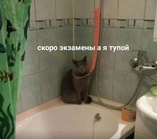 Стикерпак котики от ангелины😶🌫 :: @fStikBot для Телеграм: Статические